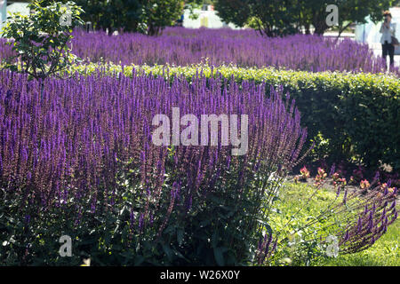 Blüte im Holz sage 'May Night' (Salvia x sylvestris 'Mainacht') wachsen in einem Staudenbeet in einem Land Cottage Garden in ländlichen Devon, Ger Stockfoto