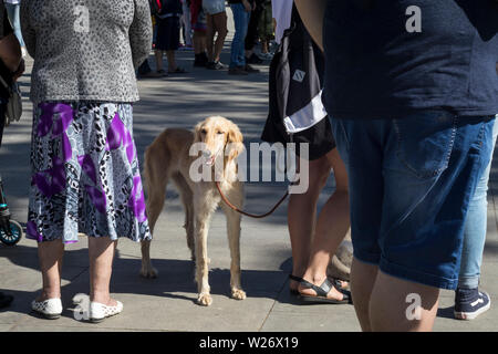 Moskau, Russland - Juli 2, 2019, Hund Hund zwischen den Beinen der Menschen in einer Menschenmenge Stockfoto