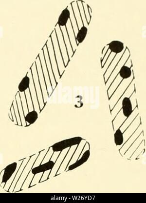 Archiv Bild von Seite 26 Der zytologie und Leben - Geschichte der. Die cytologie und Lebens-Geschichte von Bakterien cytologylifehist 00 biss-Jahr: 1955 Stockfoto