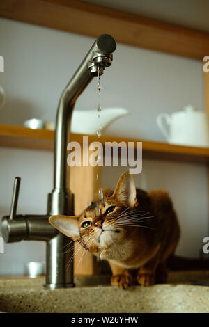 Abessinier Katze trinkt Wasser aus dem Wasserhahn Stockfoto