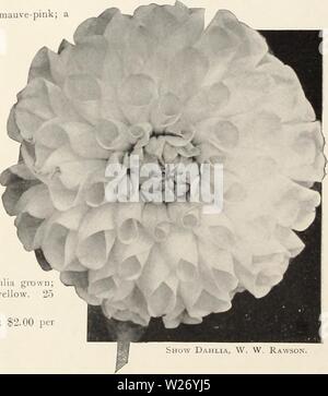 Archiv Bild von Seite 27 der Dahlien (1914)
