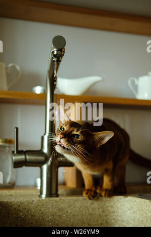 Abessinier Katze trinkt Wasser aus dem Wasserhahn Stockfoto