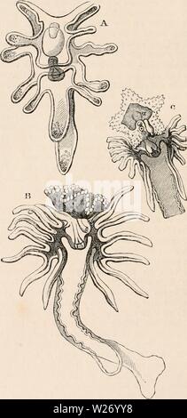 Archiv Bild von Seite 27 Der cyclopaedia von Anatomie und