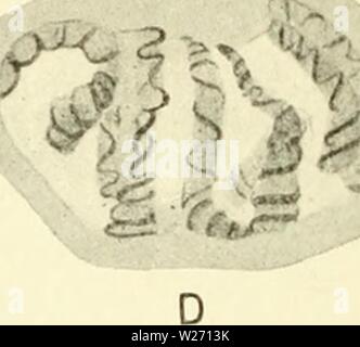 Archiv Bild von Seite 31 der Zytologie, mit besonderem Bezug auf. Zytologie, mit besonderem Bezug auf die metazoan Kern cytologywithspec 00 agaruoft Jahr: 1920' - rfmm B Stockfoto
