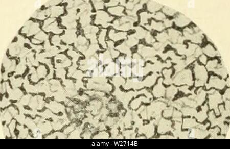 Archiv Bild von Seite 31 der Zytologie, mit besonderem Bezug auf. Zytologie, mit besonderem Bezug auf die metazoan Kern cytologywithspec 00 agaruoft Jahr: 1920' - rfmm B Stockfoto