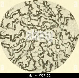 Archiv Bild von Seite 31 der Zytologie, mit besonderem Bezug auf. Zytologie, mit besonderem Bezug auf die metazoan Kern cytologywithspec 00 agaruoft Jahr: 1920 'mm- Stockfoto