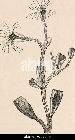 Archiv Bild von Seite 32 Der cyclopaedia von Anatomie und
