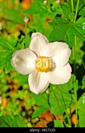 Fragaria vesca weiße Blume Hintergrund und Wallpaper in Top hochwertige Drucke Stockfoto