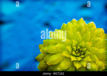 Grüne seccullent Makro Blume in blau Hintergrund und Wallpaper in Top hochwertige Drucke Stockfoto