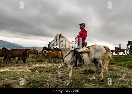 Wilde Pferde werden gemeinsam in den Bergen während der Rapa das Bestas Festival getrieben werden und am 6. Juli, 2019 in Sabucedo, Spanien. Wilde Pferde sind im Hil gefangen Stockfoto