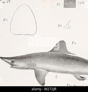 Archiv Bild von Seite 34 der De novis speciebus piscium. De novis speciebus piscium: Dissertation prima denovisspeciebus 00 ranz Jahr: 1840 1&lt; HSl-I Stockfoto