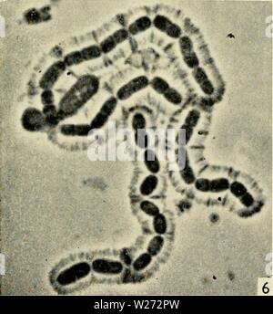 Archiv Bild von Seite 34 Der zytologie und Leben - Geschichte der. Die cytologie und Lebens-Geschichte von Bakterien cytologylifehist 00 biss-Jahr: 1955 TECHNIQUF. 19 rp" • V C1 •;} (&gt; Stockfoto