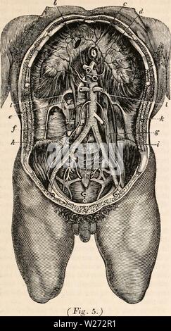 Archiv Bild von Seite 34 Der cyclopaedia von Anatomie und Stockfoto