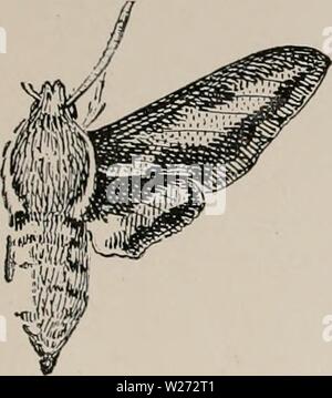 Archiv Bild von Seite 34 der Tag Schmetterlinge und duskflyers. Der Tag Schmetterlinge und duskflyers von New England, wie zu finden und kenne Sie daybutterfliesdu 00 Knopf Jahr: 1895 Stockfoto