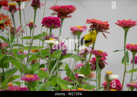 Eine gelbe und schwarze Finch vogel Sitzstangen in Lila, Rot, Orange und Rosa zinnia Blumen Stockfoto