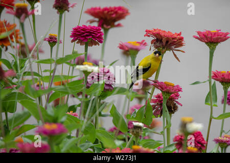 Eine gelbe und schwarze Finch vogel Sitzstangen in Lila, Rot, Orange und Rosa zinnia Blumen Stockfoto
