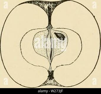 Archiv Bild von Seite 37 der Cyclopedia von Hardy Früchte (1922). Cyclopedia von Hardy Früchte cyclopediaofhard 00 hedr Jahr: 1922 20 BLAU PEARMAIN BONUM in Neu-england bekannt so früh wie die Revo-lutionary Krieg; von dort seine Kultur hat nach Süden zum Carolinas ausbreiten und westlich des Mississippi. Baum groß, kräftig, aufrecht - verbreitet. Blätter lang. Frucht mittelgroß bis groß, einheitlicher Größe und Form, länglich-konisch, gerippt, Achse manchmal schräg ; lang, dick; Hohlraum zugespitzt, breit, Lippen, aber in der Regel symmetrisch, mit Rot rotbraun oder grünlich Verbreitung Strahlen; Kelch geschlossen; Becken oft Verpflich Stockfoto