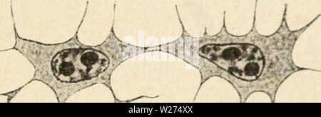Archiv Bild von Seite 40 der Zytologie, mit besonderem Bezug auf. Zytologie, mit besonderem Bezug auf die metazoan Kern cytologywithspec 00 agar Jahr: 1920 r c Abb. 12. Vier Stufen, die in "amitotic" Abteilung in eine Sehne eines neugeborenen Maus. (Nowikoff, A.Z., 1910.) auf der Oberfläche im Verhältnis zum Volumen, und daß die Nocken sind zurückgenommen oder die Fragmente Sicherung wieder zusammen vor der Mitose. In Lepidosiren die spermatogonial Kerne während der Perioden der nuklearen Inaktivität sehr unregelmäßig und tief Gelappt. Die Vorbereitungen für die mitose sind nur gefunden, jedoch in etwa kugelförmige Kerne, was impliziert, dass Stockfoto