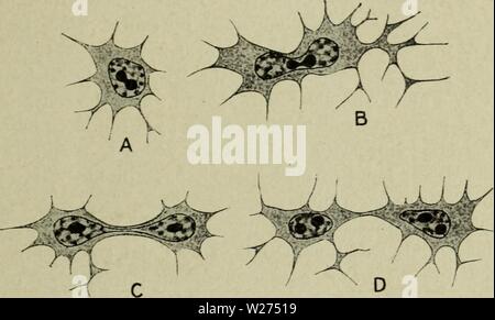 Archiv Bild von Seite 40 der Zytologie, mit besonderem Bezug auf. Zytologie, mit besonderem Bezug auf die metazoan Kern cytologywithspec 00 Agar 0 Jahr: 1920 ICH AMITOSIS 25 viele Fälle, in denen amitosis beschrieben wurde, ist kein Beweis dafür, dass sogar die Zellteilung folgt ist gegeben, und in diesen Fällen gibt es keine Beweise, auch wenn der Mitose wird anschließend in der Zelle stattfinden, dass es nicht vorangeht oder durch refusion des nuklearen Fragmente begleitet. In den Spermatogonien vieler Tiere die Kerne werden tief Gelappt oder während einer längeren Ruhephase verengt, und gelegentlich eine oder mor Stockfoto