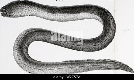 Archiv Bild von Seite 40 der De novis speciebus piscium. De novis speciebus piscium: Dissertation prima denovisspeciebus 00 ranz Jahr: 1840 Tnm IV. T&lt; Jh. Xl. F.l. oi111 Li-LCLi ic r&gt; U-&Lt;i r-u tiq 11 io. ilA. Stockfoto