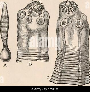 Archiv Bild von Seite 40 Der cyclopaedia von Anatomie und Stockfoto