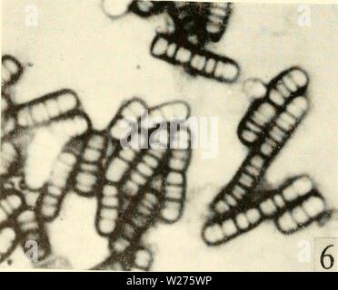 Archiv Bild von Seite 41 Der zytologie und Leben - Geschichte der. Die cytologie und Lebens-Geschichte von Bakterien cytologylifehist 00 biss-Jahr: 1955 ► Ich'&gt; Ich. #Y Stockfoto