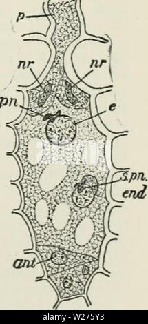 Archiv Bild von Seite 42 der Cyclopedia von landwirtschaftlichen Kulturpflanzen. Cyclopedia von landwirtschaftlichen Kulturpflanzen: Ein beliebter Befragung von Pflanzen und pflanzliche Methoden in den Vereinigten Staaten und Kanada cyclopediaoffarm 00 bailuoft Jahr: 1922, c 1907 schneller als andere, so dass die Spitze Kreisen in die gleiche Richtung wie die Zeiger einer Uhr, auf der rechten Seite, oder mit der Sonne (wie im Hop), oder in die entgegengesetzte Richtung (wie am Morgen - Herrlichkeit). Solche Pflanzen entspannen und ihre Richtung umkehren, wenn auf den Kopf gestellt, und Sie werden nicht Garn auf einer horizontalen oder nahezu horizontalen Support. Die Blume. âWhen die Arbeit von Stengel, Wurzel und Blatt hat Stockfoto