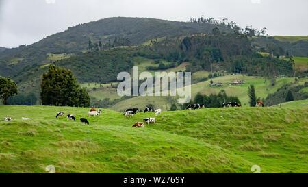 Schöne Aufnahme von einem grünen Feld mit Wasserkocher Beweidung der Gras und schöne Hügel im Hintergrund Stockfoto