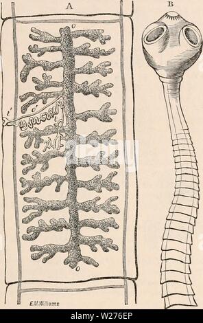 Archiv Bild von Seite 42 Der cyclopaedia von Anatomie und Stockfoto