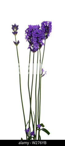 Bündel blühenden Lavendel, Niederlassungen isoliert auf weißem Hintergrund. Stockfoto