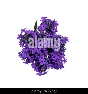 Bündel blühenden Lavendel, auf weißem Hintergrund. Ansicht von oben. Stockfoto