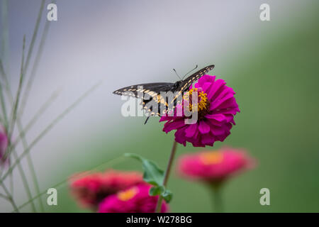 A black swallowtail butterfly with yellow and black coloring in a garden full of purple, pink, red, and orange zinnia flowers Stockfoto