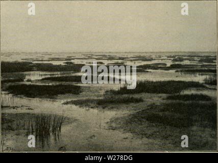 Archiv Bild ab Seite 251 von Dansk plantevaekst (1906) Stockfoto