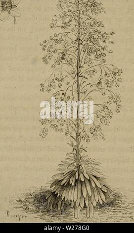 Archiv Bild von Seite 251 De la fécondation naturelle et de la fÃcondation naturelle et artificielle des vÃgÃtaux et de l'Hybridisierung, considÃrÃe dans ses Mehrfachrapport avec l'Gartenbau, l'agriculture et la Forstwirtschaft, Contenant les moyens pratiques d'opÃrer l'Hybridisierung et de crÃer facilement des variÃtÃs nouvelles delafcondation leco Jahr 1862: 1862'222 FÃCONDATIOiN NATURELLE ET ARTIFICIELLE. gne prÃsentent vÃgÃtal et toutes une Organisation ilorale trÃ¨s - Analog: dix Ãtamines et Deux styles terminÃs chacun par un stigmate. Les deux Styles sind gÃnÃralement appliquÃs l'un-con-. tr Stockfoto