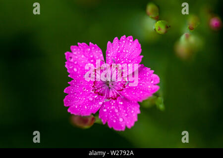 Dianthus Canescens hell rosa Blume mit grünem Laub und flache Tiefenschärfe Stockfoto