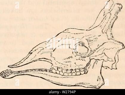 Archiv Bild von Seite 253 des cyclopaedia von Anatomie und. Die cyclopaedia von Anatomie und Physiologie cyclopdiaofana 03 Todd Jahr: 1847 Hind Extremitäten, Ape. Abb. 64. Hind Extremitäten, Löwe. Abb. 65. Schädel eines Nagetier, Hind Ley, Antilopen. fluenzen ihre Geschicklichkeit und bietet Abwechslung in ihren Wirkungsweisen: Es ist die Fakultät der gegenüberliegende Daumen der anderen Ringers, so dass die kleinste Objekte zu ergreifen, die eine Hand, richtig so genannte. Diese Fakultät ist auf den höchsten Grad der Vollkommenheit im Menschen durchgeführt, in dem die gesamte vordere Extremität ist kostenlos und kann ausschließlich in eingesetzt werden Stockfoto