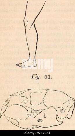 Archiv Bild von Seite 253 des cyclopaedia von Anatomie und. Die cyclopaedia von Anatomie und Physiologie cyclopdiaofana 03 Todd Jahr: 1847 240 MAMMALIA. Abb. 60. Abb. 61. Stockfoto