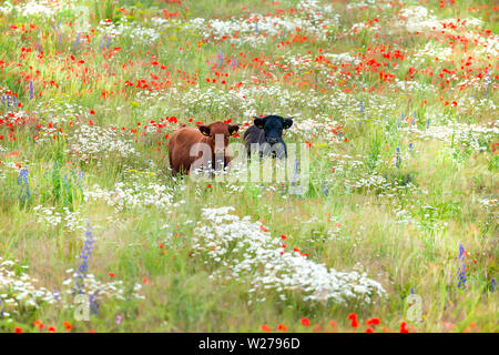 Zwei schöne Dexter Kühe, ein schwarzes und ein braunes, Bummeln in einer herrlichen Wiese von wilden Blumen. Margeriten, Mohn, und anderen natürlichen wilden Pflanzen. Stockfoto