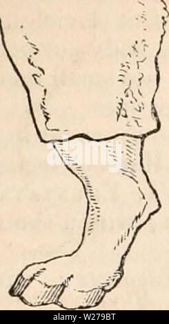 Archiv Bild von Seite 254 des cyclopaedia von Anatomie und Stockfoto