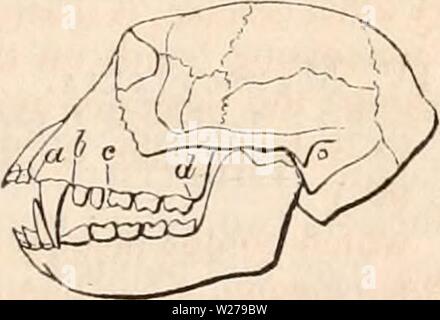 Archiv Bild von Seite 254 des cyclopaedia von Anatomie und Stockfoto