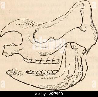 Archiv Bild von Seite 254 des cyclopaedia von Anatomie und Stockfoto