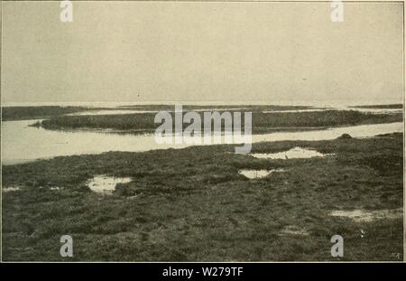 Archiv Bild ab Seite 256 von Dansk plantevaekst (1906) Stockfoto