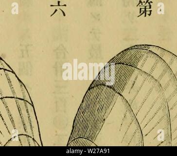 Archiv Bild von Seite 257 des Dbutsugaku zasshi (1889)