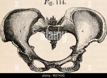 Archiv Bild ab Seite 257 Der cyclopaedia von Anatomie und