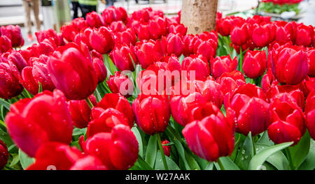 Rote Tulpen mit Regentropfen auf blur Stadt Hintergrund, die Feder am Tag nach dem Regen in Chicago, Illinois. City street Dekoration, Detailansicht Stockfoto