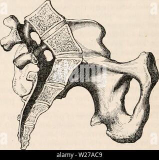 Archiv Bild ab Seite 257 Der cyclopaedia von Anatomie und
