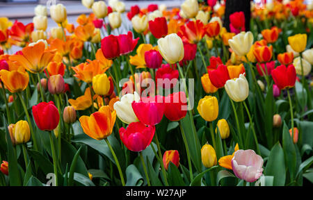 Rote, gelbe und weiße Tulpen, Frühling in Chicago, Illinois. City street Dekoration, Detailansicht Stockfoto