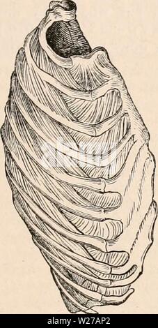 Archiv Bild von Seite 258 des cyclopaedia von Anatomie und. Die cyclopaedia von Anatomie und Physiologie cyclopdiaofana 0402 Todd Jahr: 1849 THORAX. 104-3 Grenze des weiter unten. Sie nicht ac-Unternehmen jedes anderen während der gesamten Interkostalraum. Diese Muskeln, daher unterscheiden sich voneinander in zwei Wege, in die Richtung der Fasern, und im Umfang ihrer Anlage, für die weder eingestellt sind über die gesamte Länge eines Interkostalraum verlängert. (A) Intcrcostales cxterni. - Diese haben ihre Fasern schräg nach unten läuft und für - Stationen; Sie werden fortgesetzt Stockfoto