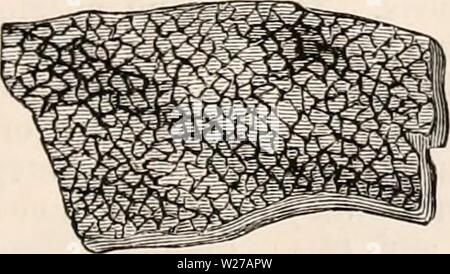 Archiv Bild von Seite 258 des cyclopaedia von Anatomie und Stockfoto