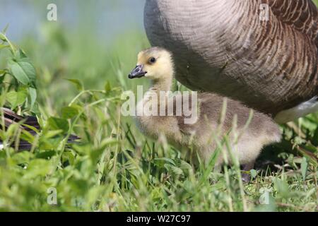 Eine Kanada Gans gosling Branta canadensis mit einer Mutter Gans in der Nähe von einem Teich Stockfoto